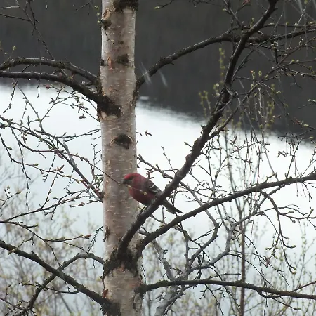 Bed and breakfast Pohjan Tuli *