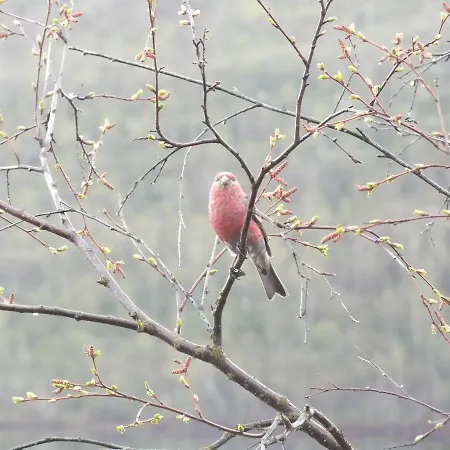Pohjan Tuli * Utsjoki