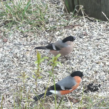 Bed & Breakfast Pohjan Tuli