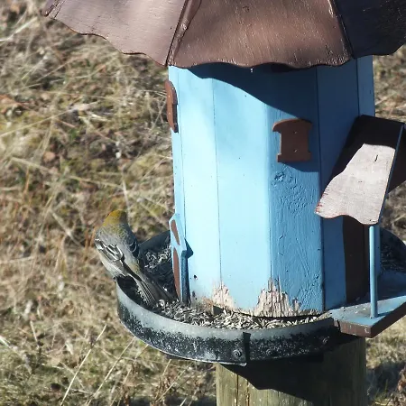 Pohjan Tuli * Utsjoki