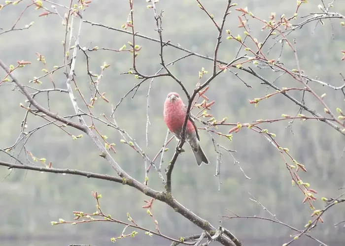 Pohjan Tuli * Utsjoki