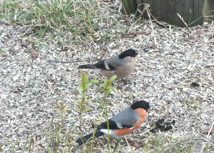Bed and breakfast Pohjan Tuli