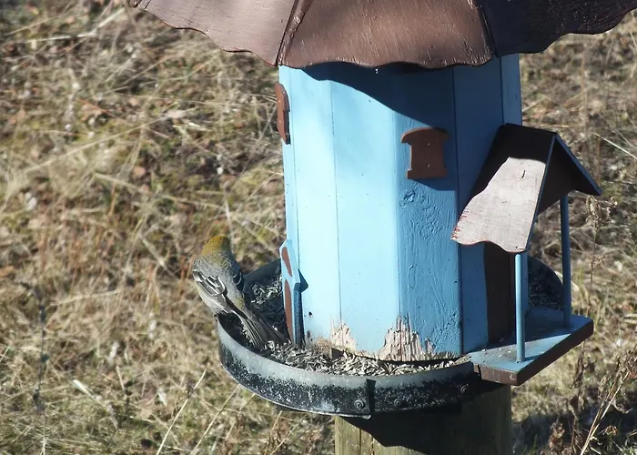 Pohjan Tuli * Utsjoki